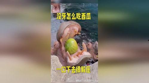 吃瓜好听又解压,轻松解压的听觉盛宴 第3张 吃瓜好听又解压,轻松解压的听觉盛宴 第3张